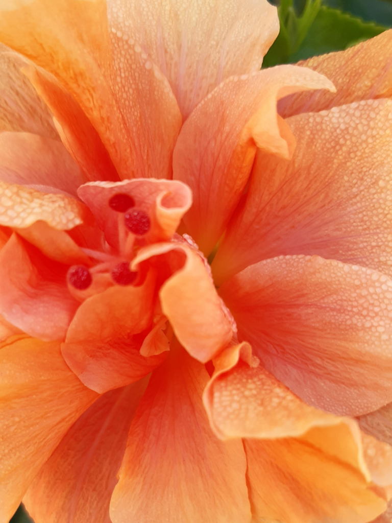 Flower photography by Mike Taylor, inspired by the beauty of nature